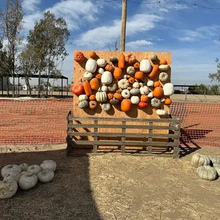 Pumpkin wall