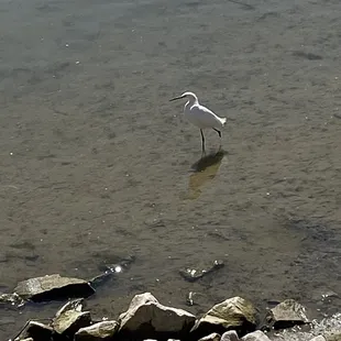 This snowy egret was on one leg for so long I had to take a pic.