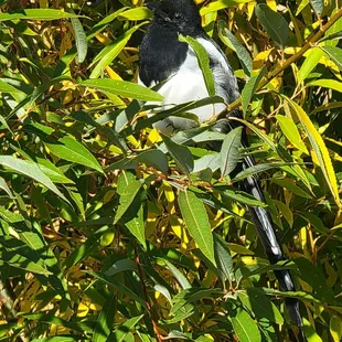 Magpie