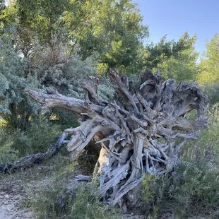 Interesting root system exposed.