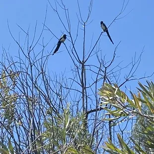 2 of 20 black billed magpies.