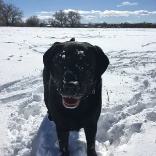 Cherry Creek dog park in winter is wonderful!