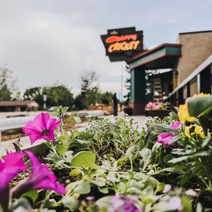 purple flowers in front of a restaurant