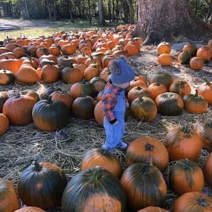 Pumpkins galore!