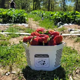 Fresh pick strawberry