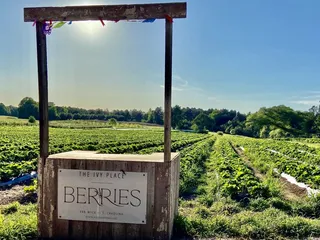The Ivy Place- Berry Farm