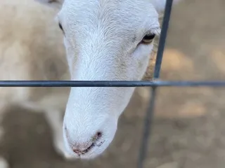 Aw Shucks Corn Maze & Pumpkin Patch