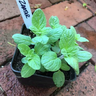 Cherry Valley Organic Oregano plant purchased at the Old Economy vendor market ....