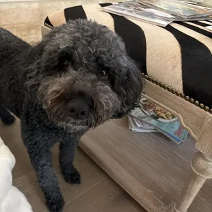 Our dog who gets the Cherrybomb pup cup