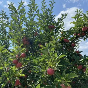 CherryHawk Farm
