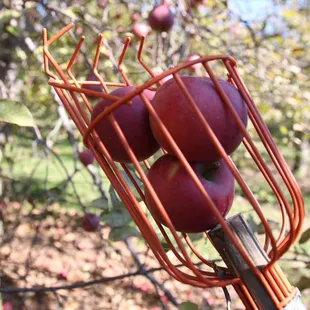 For those apples just out of reach