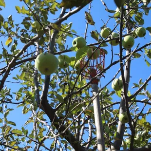 The best tasting apples are at the tops of the trees