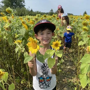 Access to the sunflower field for picking flowers is included with your apple picking price