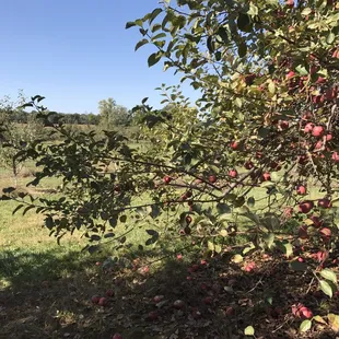 Mature trees with plenty of apples