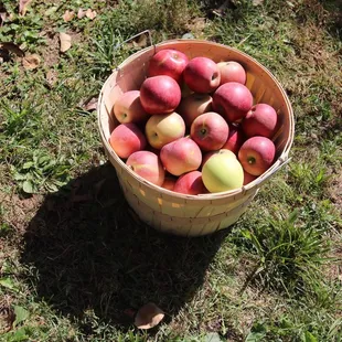 Bushels full of apples