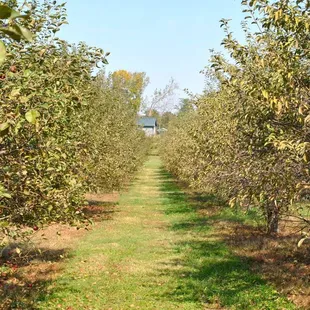 Apple orchard