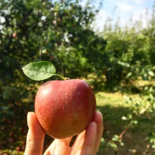 Picture perfect apple!