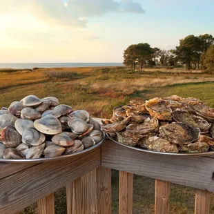 Premium Clams &amp; Oysters