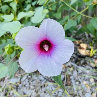 Hibiscus #WorldPhotographyDay