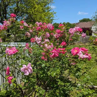 Rose bush
