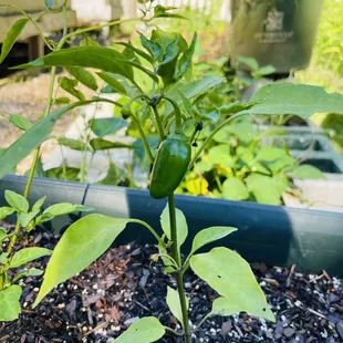 Jalapeño #WorldPhotographyDay