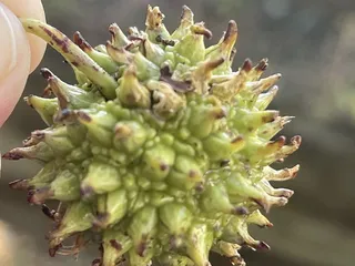 Cape Charles Natural Preserve