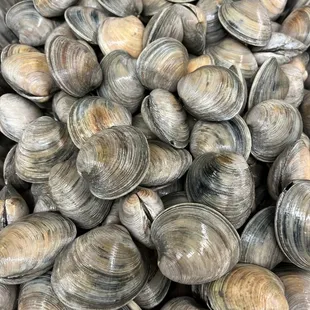 a large pile of clams
