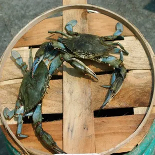 The crabs come straight from our own crabbing boats and delivered directly to you.