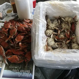 shellfish, mussels, oysters and mussels, food, oysters