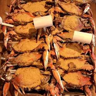 Maryland Blue Crab