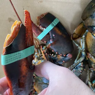 Cracked claws. Exposed meat.