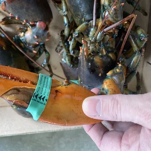 More cracked claws and exposed meat.