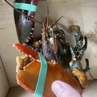 a lobster in a box