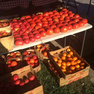 a table full of tomatoes
