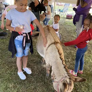 A lil donkey so flipping cute! Soft too!