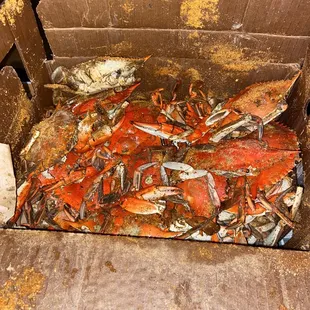 Medium Male Crabs