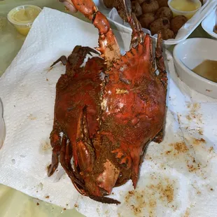 Huge Medium Male Crabs..Sweet &amp; Meaty!