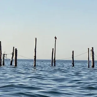 Out on the calm waters. Check out the bald eagle!
