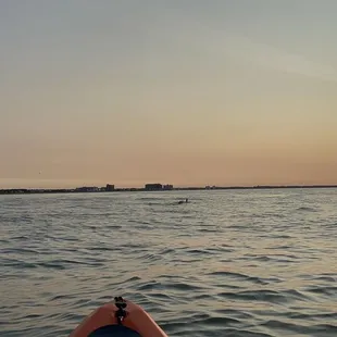 Mama and juvenile dolphins right ahead