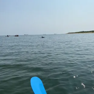 Dolphin Kayak Tour VA Beach