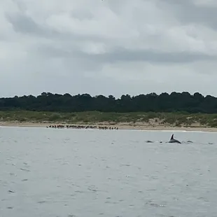 Dolphin sighting! There were many during our 2 hour tour