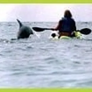 Guided Dolphin watching kayak tour in Virginia Beach