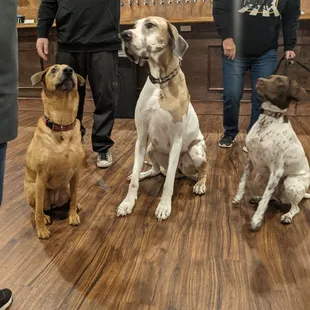 three dogs sitting on the floor