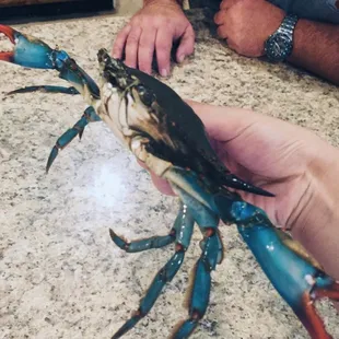 a blue crab being held by a man