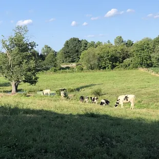 cows grazing in a pasture