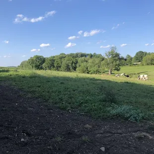 cows grazing in a field