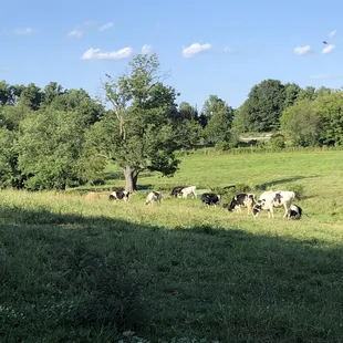 cows grazing in a field