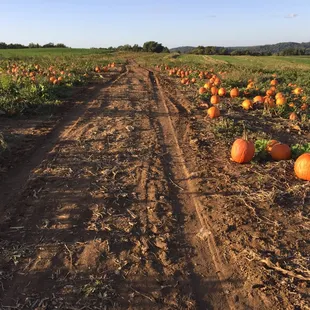 Visit Chester Springs Creamery to find your perfect pumpkin. http://www.milkywayfarm.com/