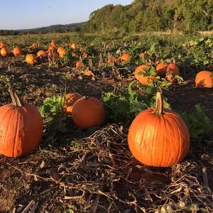 In the pumpkin patch Chester Springs Creamery. http://www.milkywayfarm.com/