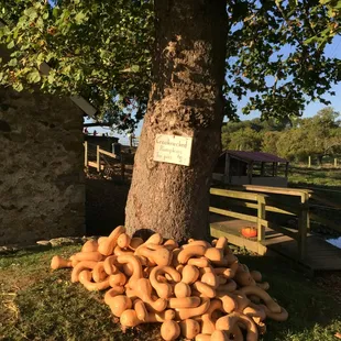 Squash on display and for purchase at Chester Springs Creamery. http://www.milkywayfarm.com/